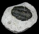 Lot - Gerastos Trilobite Fossils #39213-2